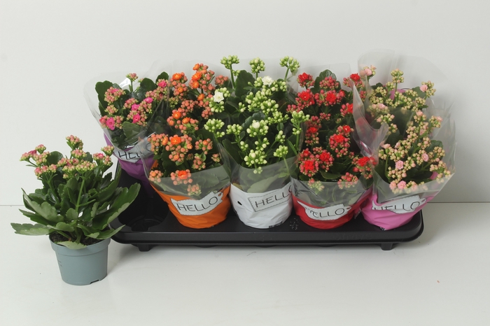 <h4>KAL GE PERF GEM 5 KL</h4>