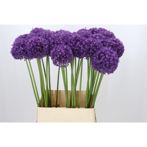 Allium Ambassador