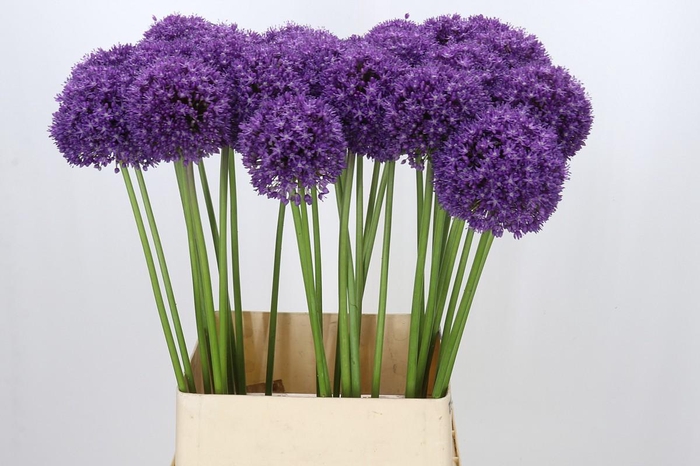<h4>Allium Ambassador</h4>