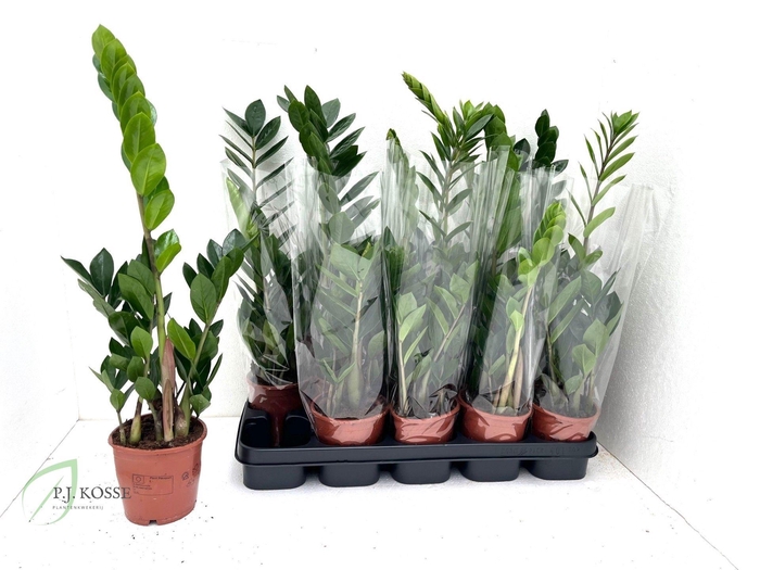 <h4>ZAMIO ZAMIIFOLIA</h4>