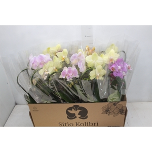 PHALAENOPSIS CORACAO P12