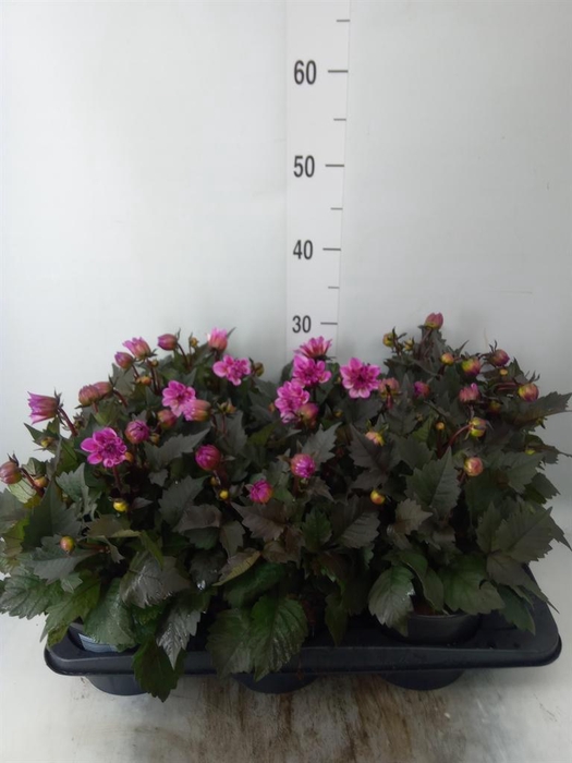 <h4>Dahlia  'Dahlinova Tempt Pink Bico'</h4>