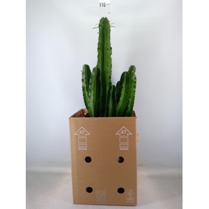 Euphorbia abyssinica