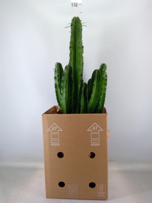 <h4>Euphorbia abyssinica</h4>