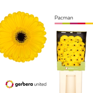 Germini Pacman Diamond