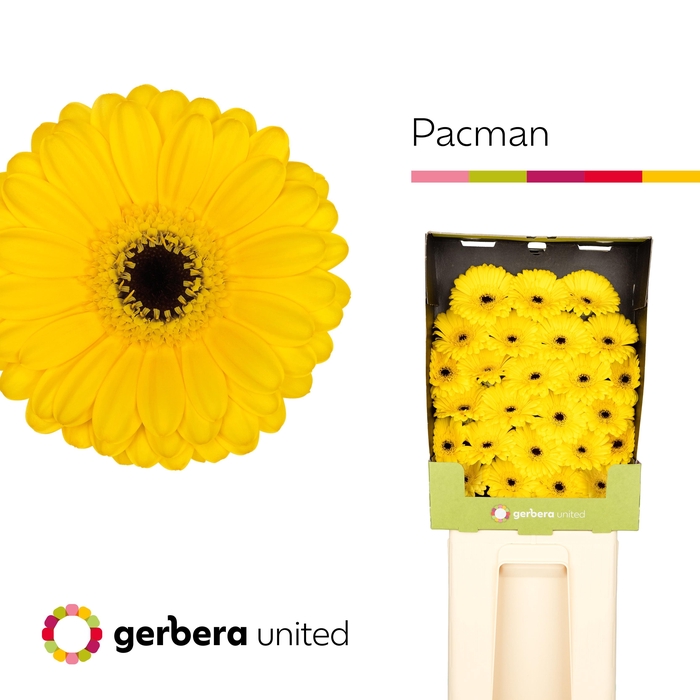 <h4>Ge Mi Pacman</h4>