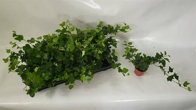 <h4>.Hedera helix wonder</h4>
