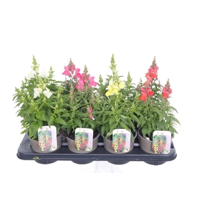Antirrhinum majus mix