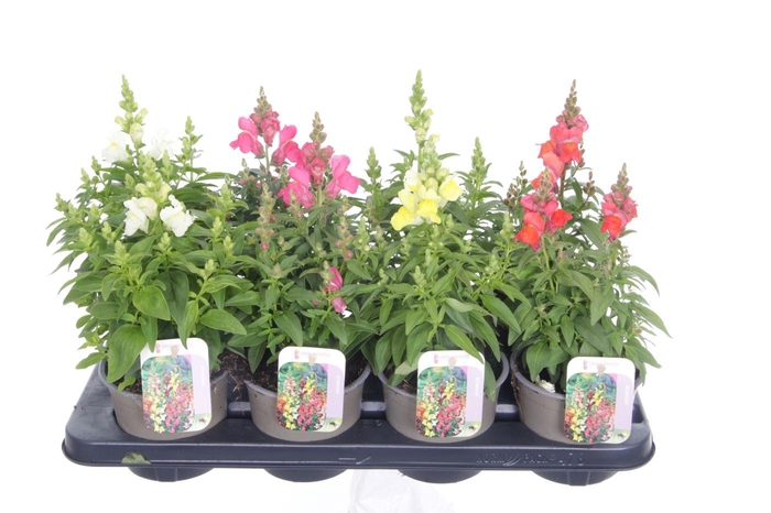 <h4>Antirrhinum majus mix</h4>