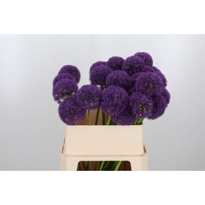 Allium Grootbloemig