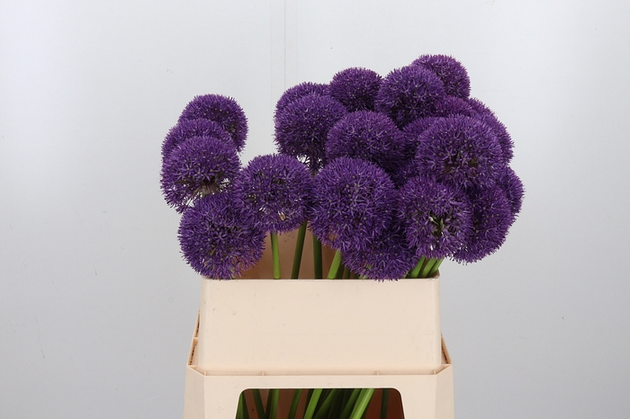 <h4>Allium Grootbloemig</h4>