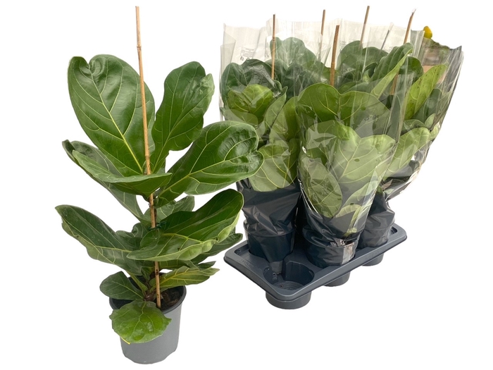 <h4>FICUS LYRATA BAMBINO</h4>