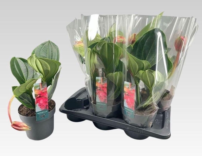 <h4>MEDIN MAG FLAMENCO</h4>