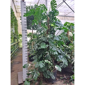 Monstera mosstok 300