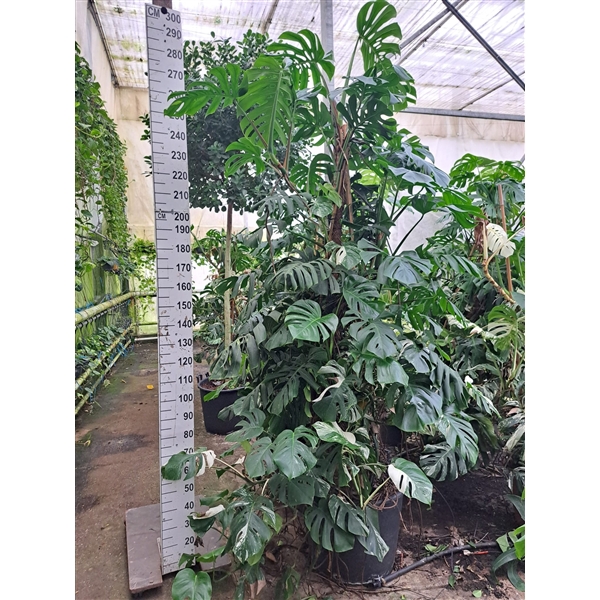 <h4>Monstera mosstok 300</h4>