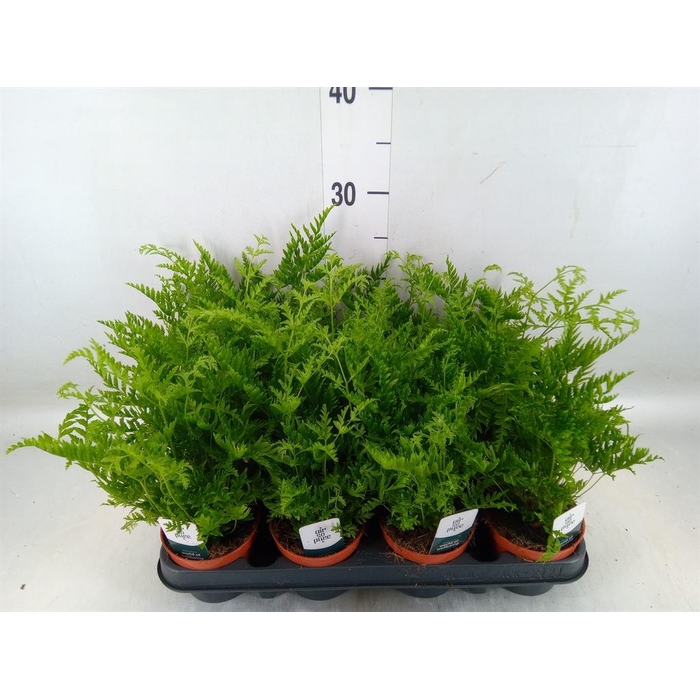 <h4>Pteris straminea</h4>