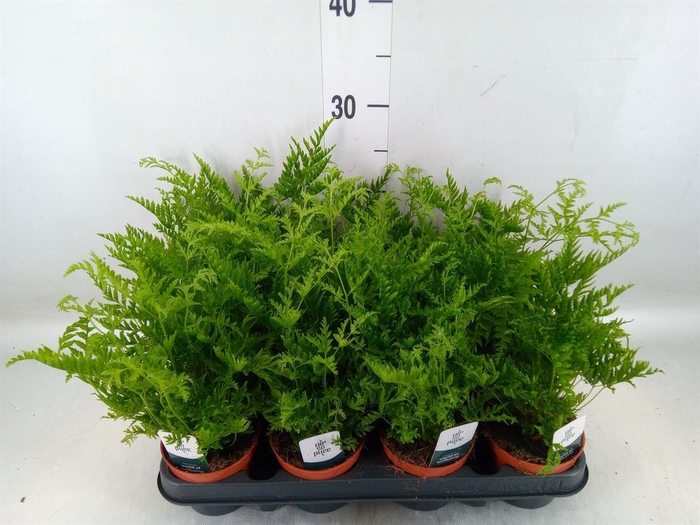 Pteris straminea