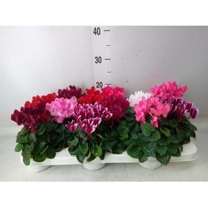 Cyclamen KL 'Verano'
