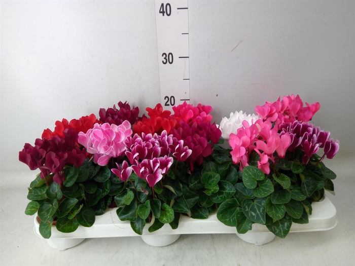 <h4>Cyclamen KL 'Verano'</h4>