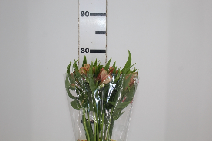 <h4>ALSTROEMERIA CANYON 080 CM</h4>