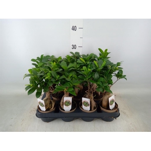 Ficus microcarpa 'Ginseng'