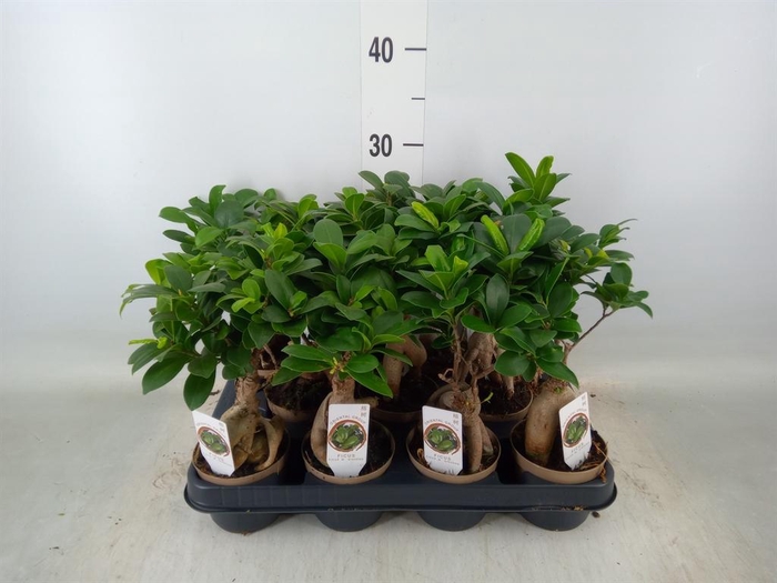 <h4>Ficus microcarpa 'Ginseng'</h4>