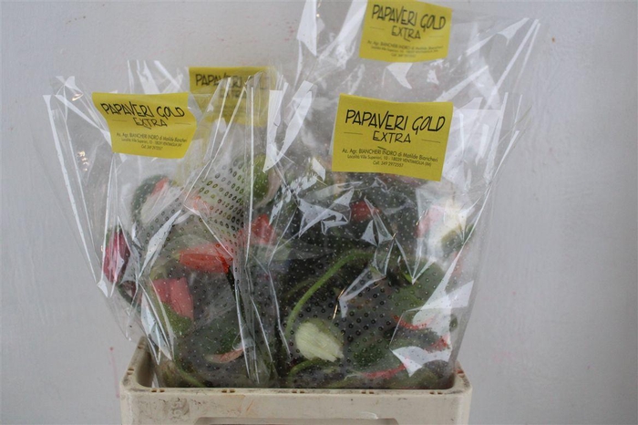 <h4>Papaver Mixed Extra P Stem</h4>