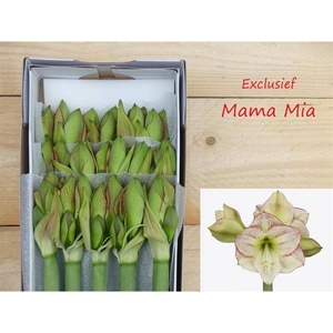 AMARYLLIS GA MAMA MIA