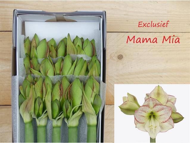 <h4>AMARYLLIS GA MAMA MIA</h4>