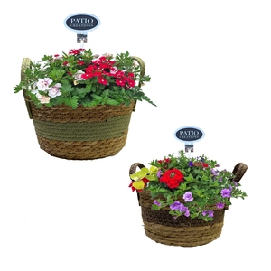 Arr.   Perkplanten L%