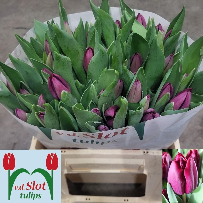 <h4>TU EN CAVIAR</h4>