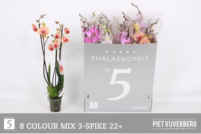 <h4>PHAL GEM 8 KL</h4>