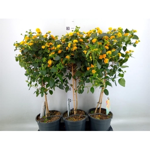 Lantana camara   ...
