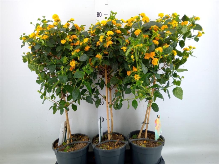 <h4>Lantana camara   ...</h4>