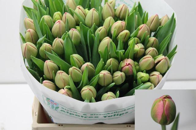 <h4>TU DU ETCHED SALMON</h4>