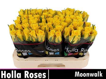 <h4>R Gr Moonwalk</h4>