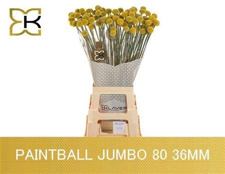 <h4>Craspedia Paintball Jumbo 80cm</h4>
