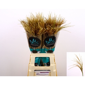 Miscanthus sinensis White Cloud
