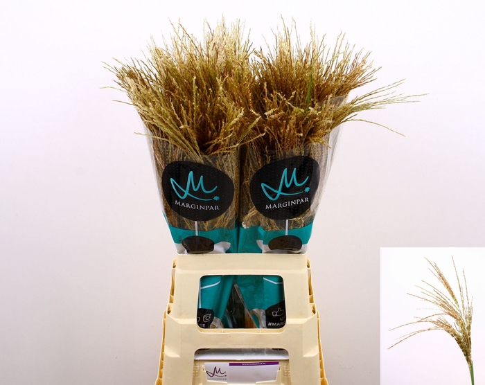 <h4>Miscanthus sinensis White Cloud</h4>