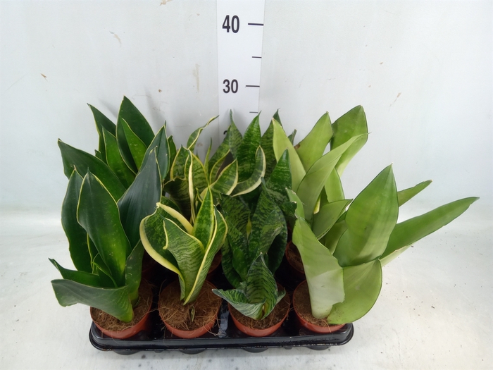 <h4>Sansevieria trifa.   ...</h4>