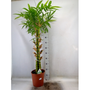 Bambusa ventricosa