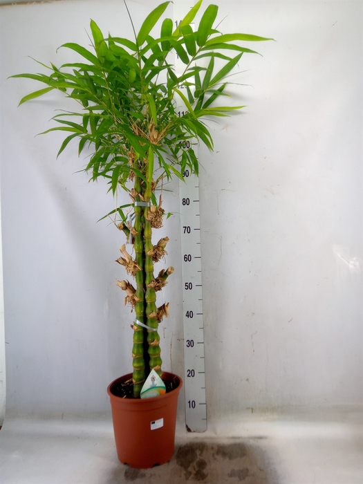 <h4>Bambusa ventricosa</h4>