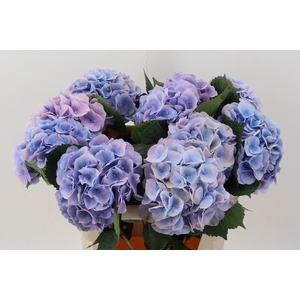Hydr M Ch Marsepe Bl