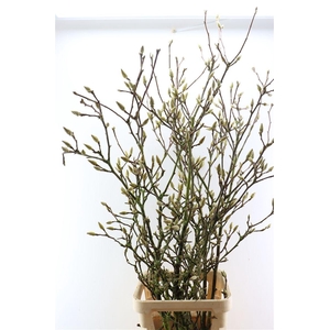 Magnolia Extra P Stem 160cm X7