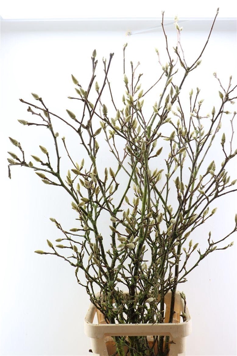 <h4>Magnolia Extra P Stem 160cm X6</h4>