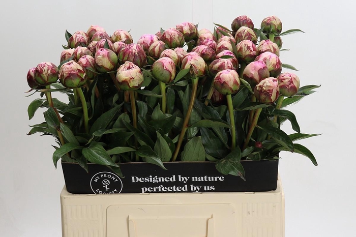 <h4>Paeonia Sarah Bernhardt</h4>