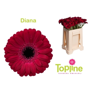 GE MI DIANA