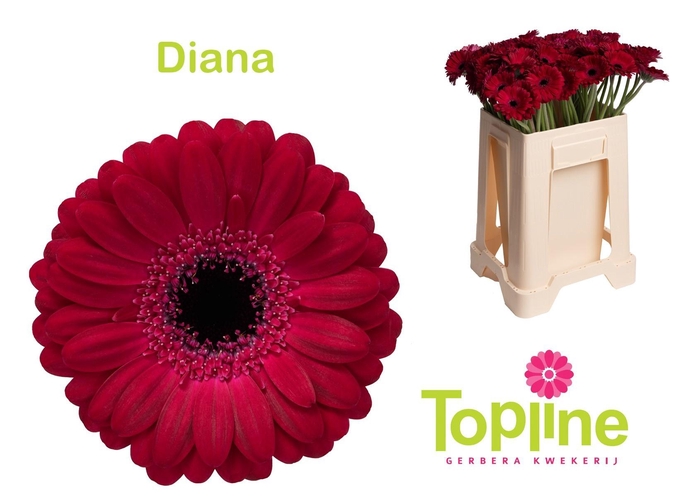 <h4>GE MI DIANA</h4>