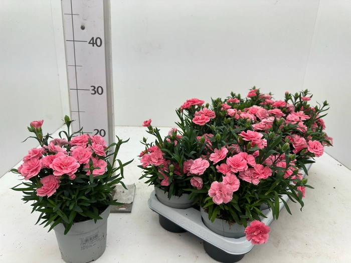 <h4>DIAN OSC PINK</h4>