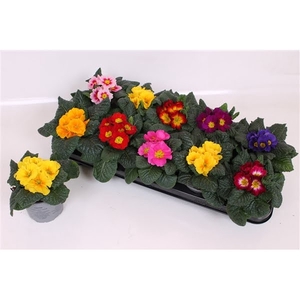 Primula Acaulis P10.5 - Scheffers Super Mix